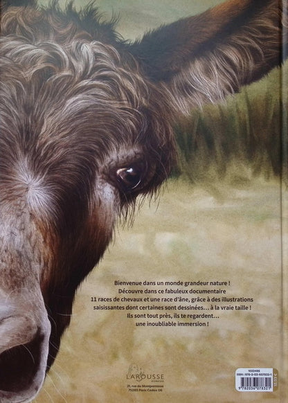 Back cover of Animo rama : Majestueux chevaux