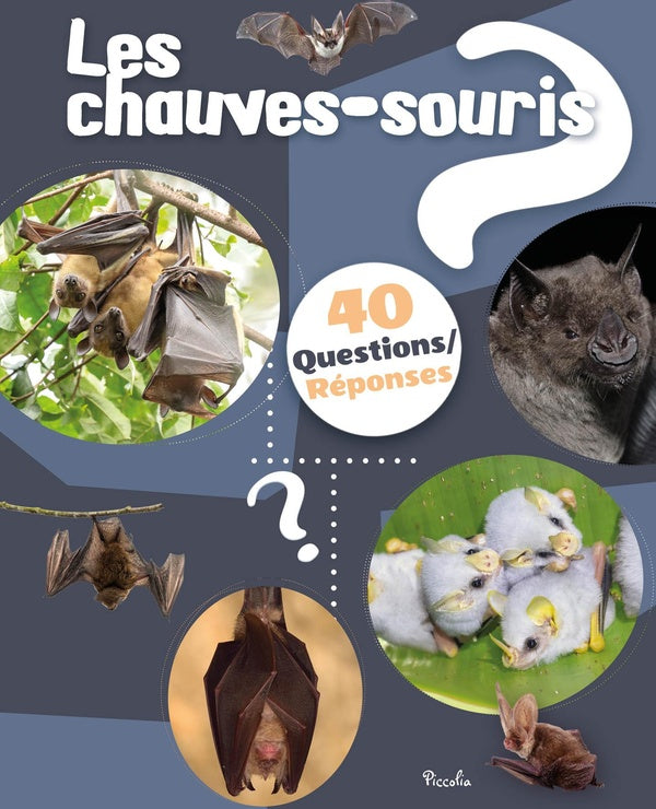 Front cover of 40 questions/réponses : Les chauves souris